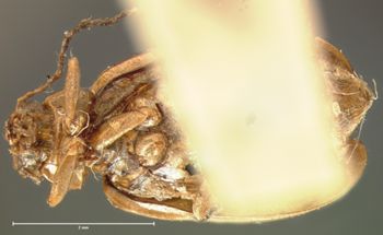 Media type: image; Entomology 18395   Aspect: habitus ventral view